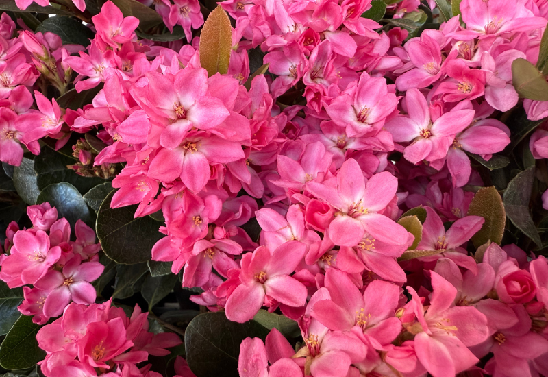 Star Roses and Plants previews new 2026 varieties at Cultivate’25