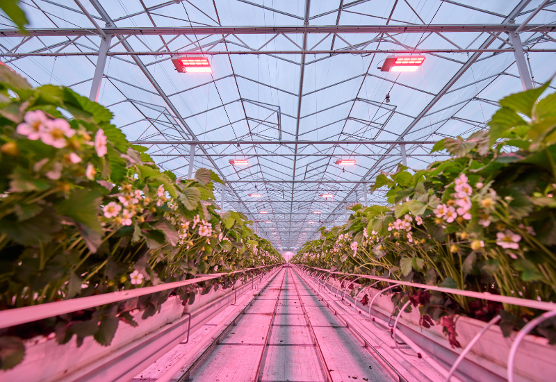 Genson installs led system for strawberry growth