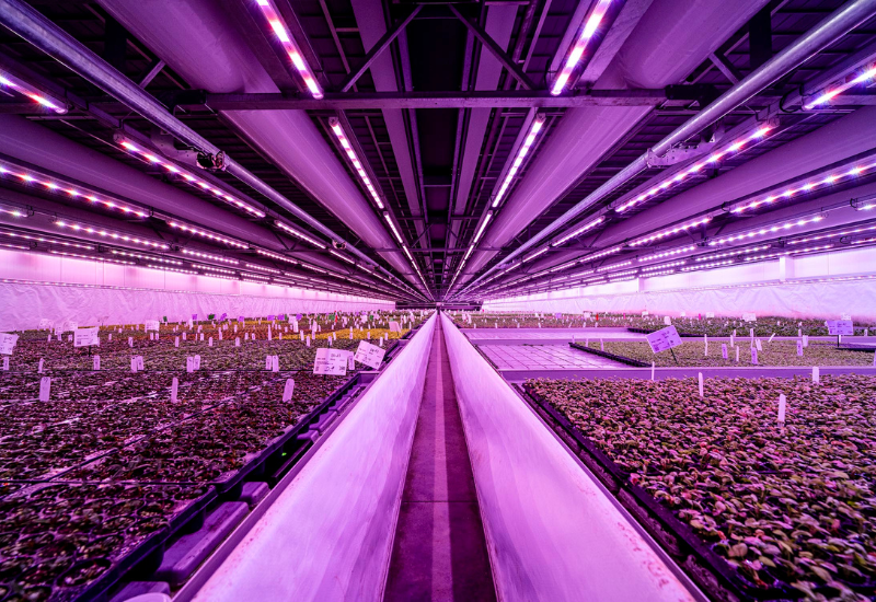 The Plant Company installs Philips LED lighting system