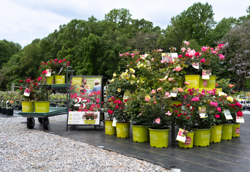 Knock Out rose gets national day recognition