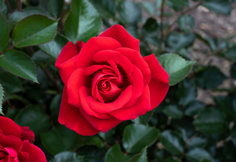 Sustainable roses win awards for regional performance