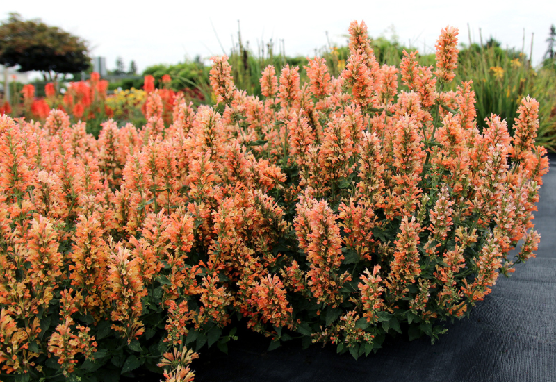 Terra Nova unveils 2025-26 plant catalog release