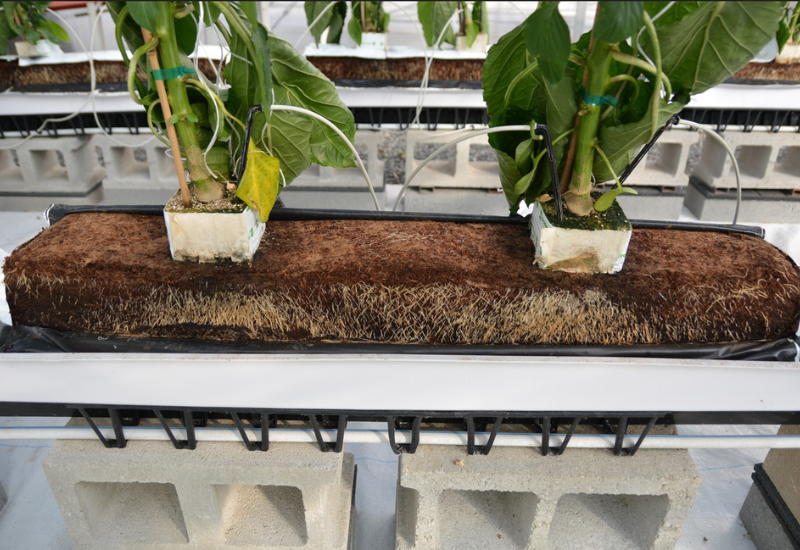 New HydraFiber and coir slabs for hydroponics