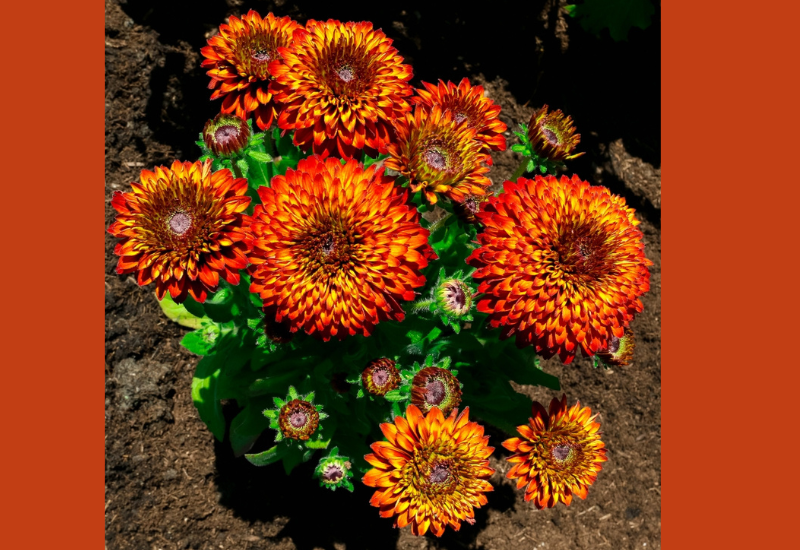 Rudbeckia ‘Solar Sisters’ earns 3 top industry awards