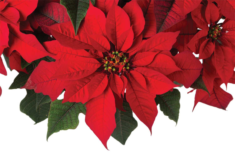 Culture Report: Poinsettia ‘Red Ribbons’