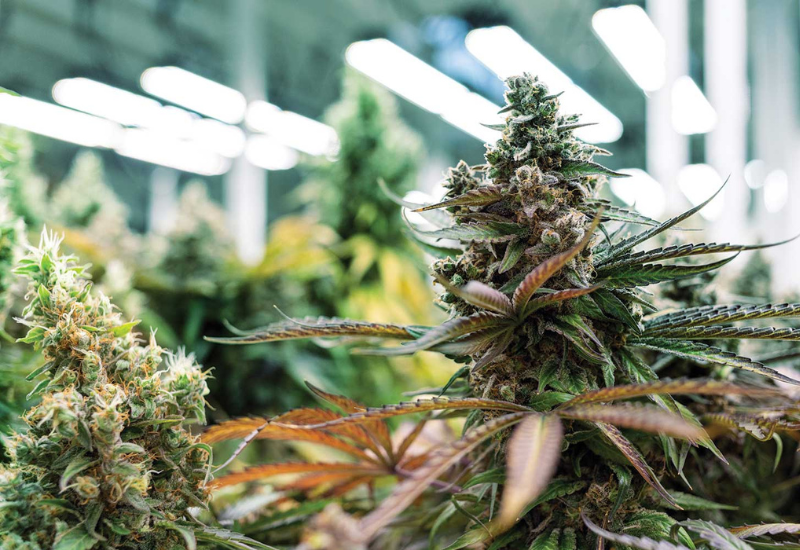 What’s new in greenhouse cannabis research?