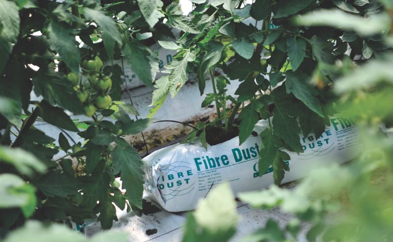 Hydroponic Media: Give Slab Production a Second Look