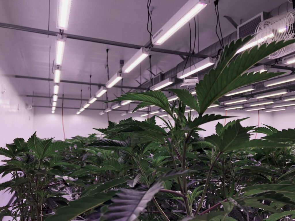 P.L. Light Systems Releases Cannabis Cultivation Guide