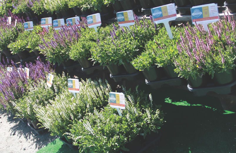 Comparing Salvia nemorosa and Leucanthemum