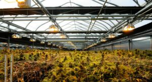ggs-greenhouse