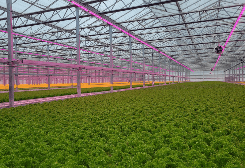 Grower Success Stories: Hydroponic farming at Great Lakes Growers