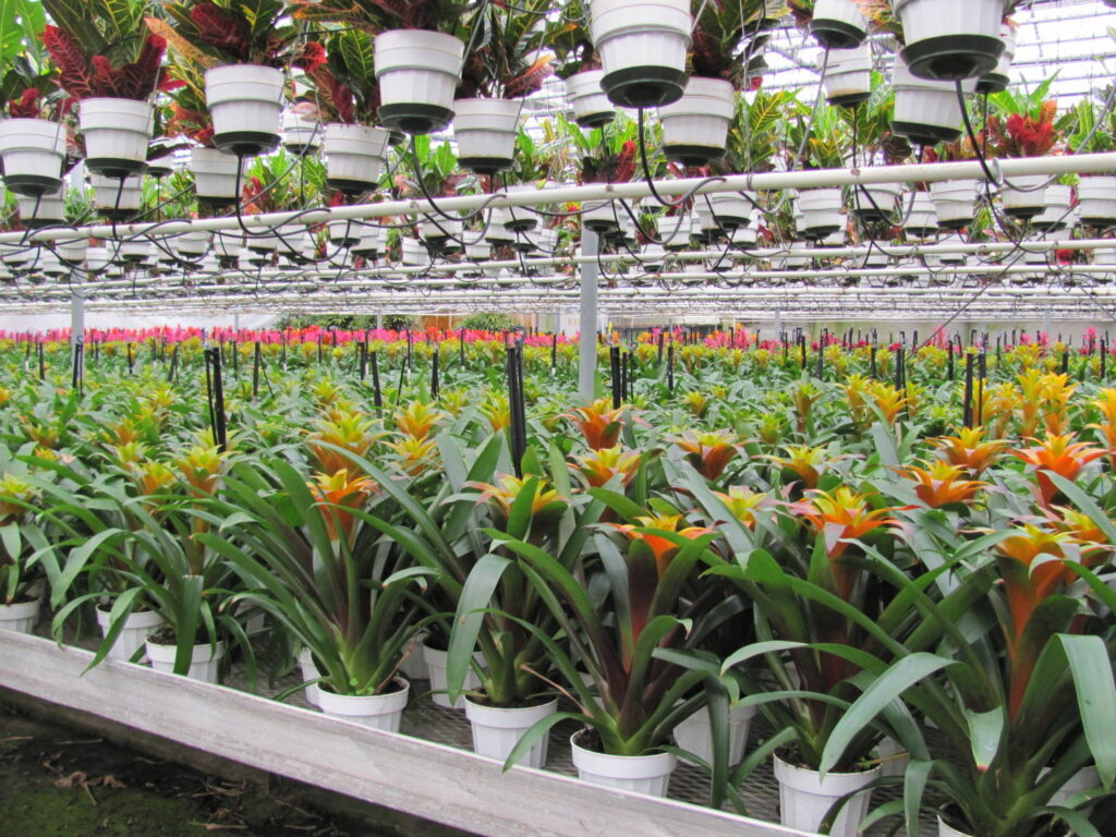 Tropical Foliage Plants: Your Worst Enemies