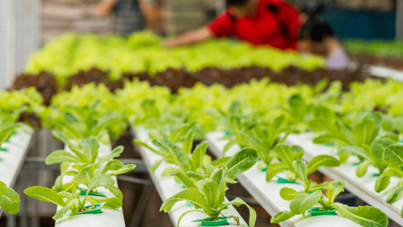 Hand-in-hand with hydroponics