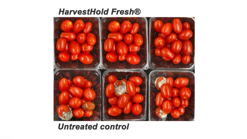 UF Research Demonstrates Tomato Results with HarvestHold
