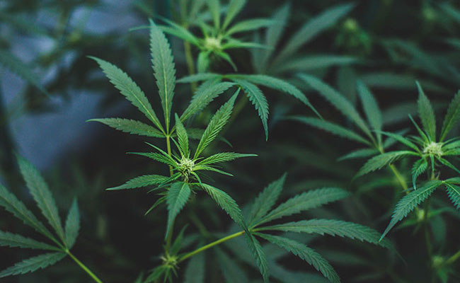 Texas Ban on Smokable Hemp Processing Upheld