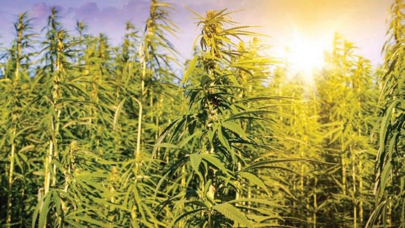 Hemp Applications Open in Kentucky