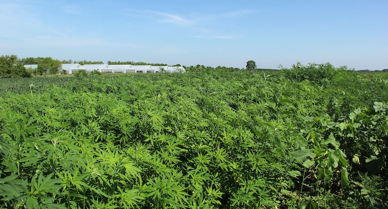 Indiana Hemp Industry Sees Growth, Challenges