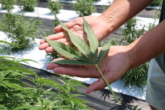 Alabama Accepting 2023 Applications for Growing, Processing Hemp