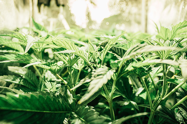 North Carolina Makes Hemp Permanently Legal