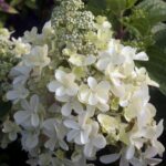 Hydrangea pan. Lavalamp Candlelight