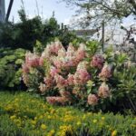 Hydrangea pan. Lavalamp Flare