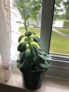 Echeveria