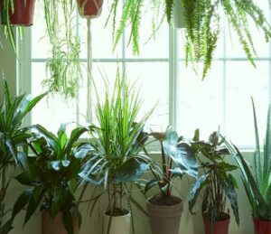 House Plant Wholesale