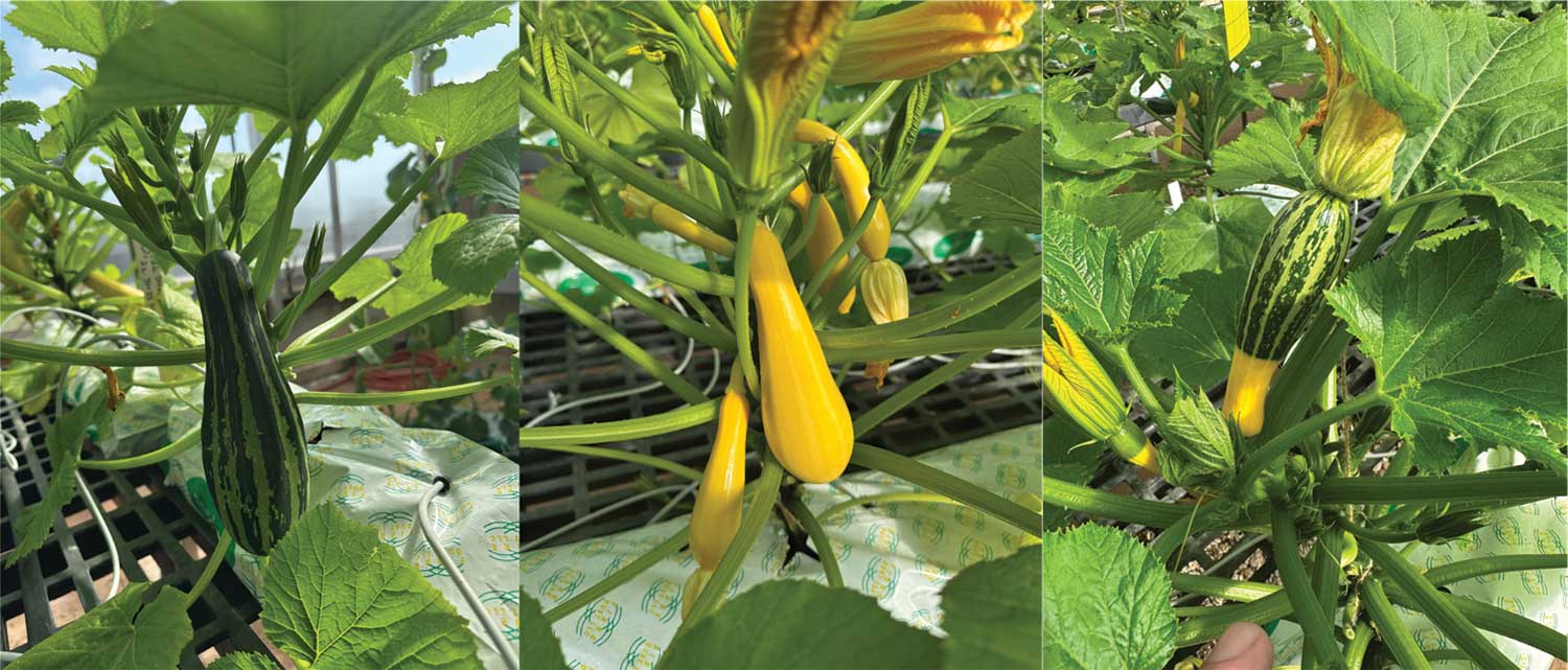 Squash growing on plants.