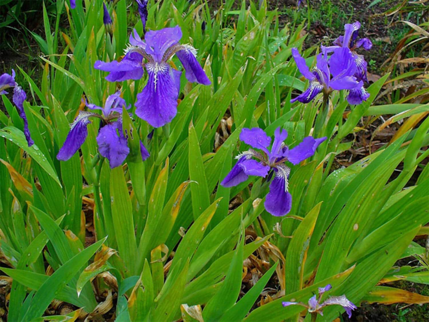 2024 PHS Gold Medal Plants Winner. Iris tectorum.