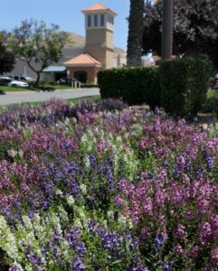 The landscape industry is projected to grow over the next few years as renewed government investment around infrastructure fuels opportunities for the next generation of plants.