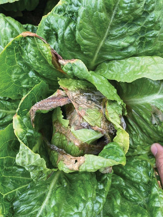 leaf-tip-burn-with-subsequent-Botrytis-infection-by-Edgar-Godoy-BioWorks
