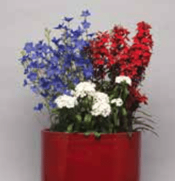 Starship lobelia presents eye- catching color in early summer and is a breathtaking component in the landscape and premium containers.