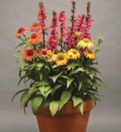 lobelia2