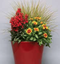 lobelia3