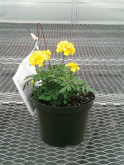 AFE Research Receives Nearly $300,000 in Funding