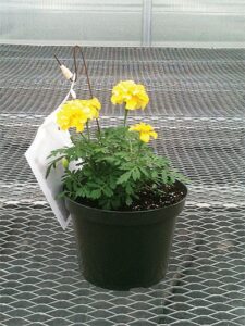 marigold_afe