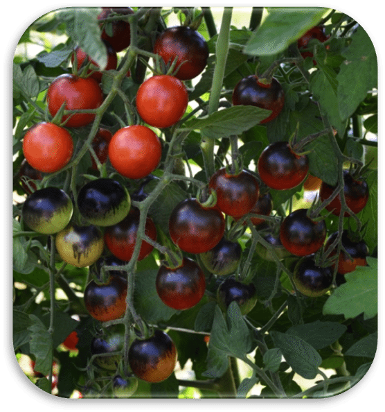 All-America Selections Announces Eight New Winners