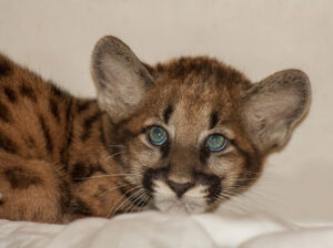 nz-UCFP261-kitten-1-crop
