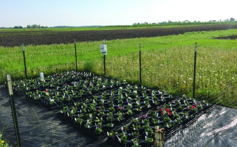 High Tunnel and Outdoor Production of Cold-Tolerant Bedding Plants
