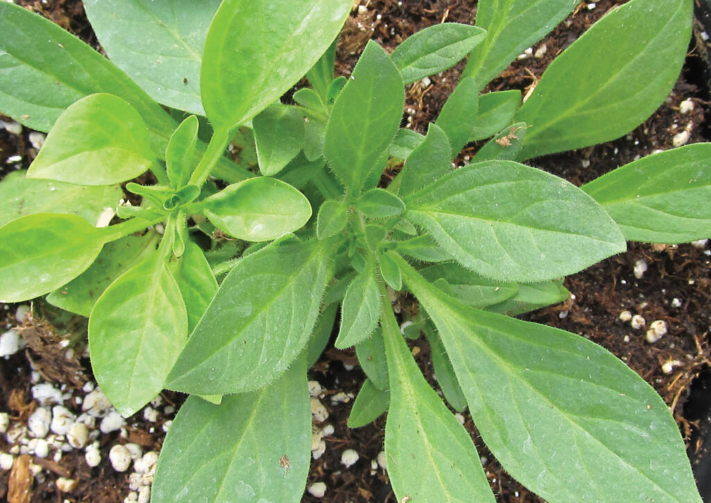 The Truth About  Milk and TMV