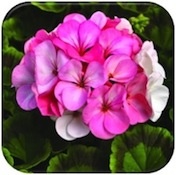 AAS Announces Four More Winners for 2013