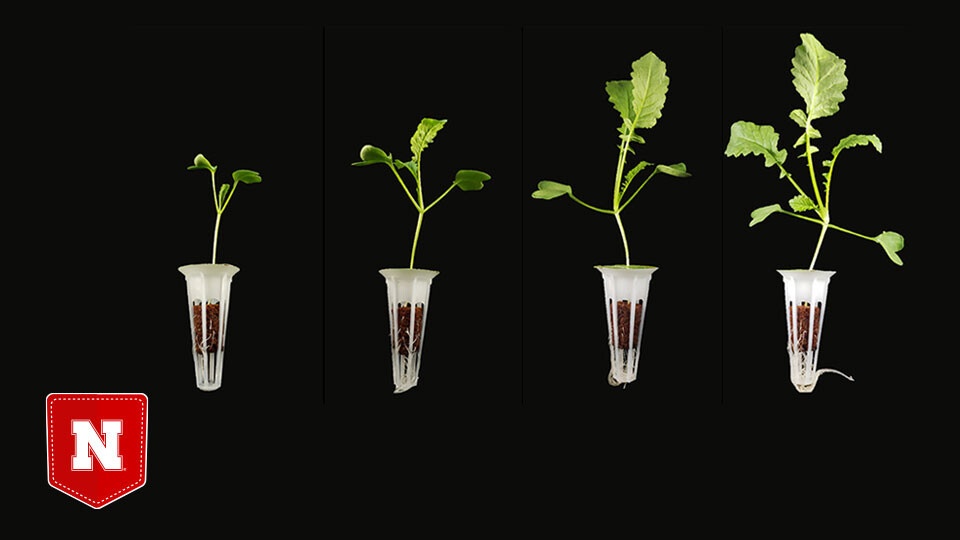 Hemp-Based Composite Could Facilitate Soil-Free Farming