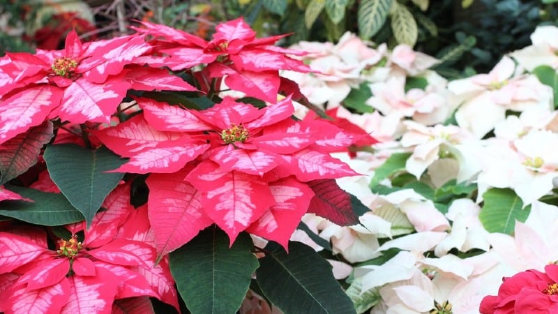 Express Seed Co. Gets Exclusive Poinsettia License From Syngenta Flowers