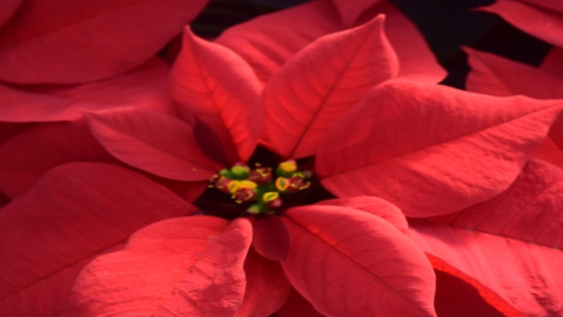 Heimos to Host 15th Annual Poinsettia Trial, Open House
