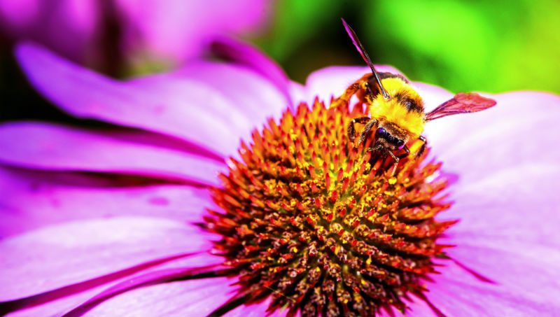 Creating Pollinator-Friendly Landscapes