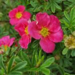 Potentilla Bella Bellissima