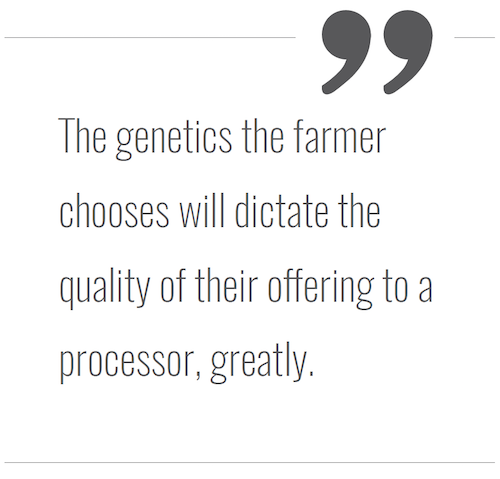 Consider Risks and Rewards When Selecting Hemp Genetics