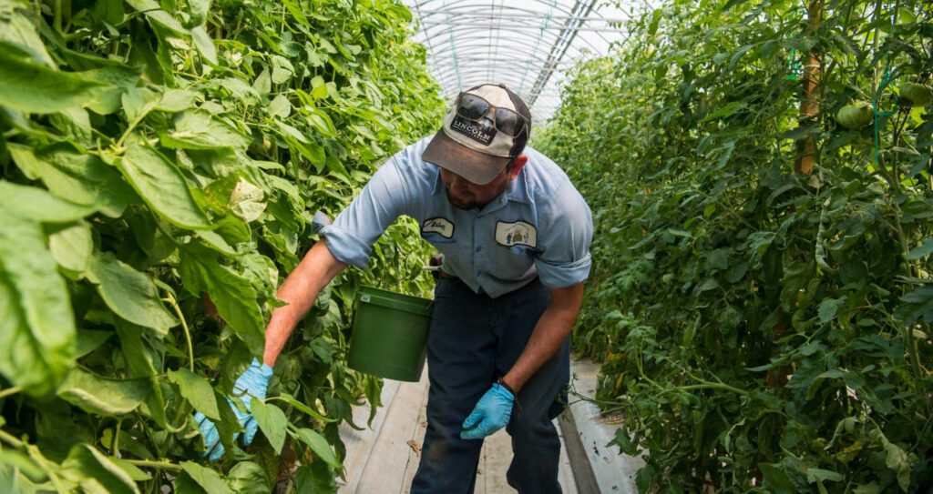 Roots, Shoots & Environmentals — Part 2