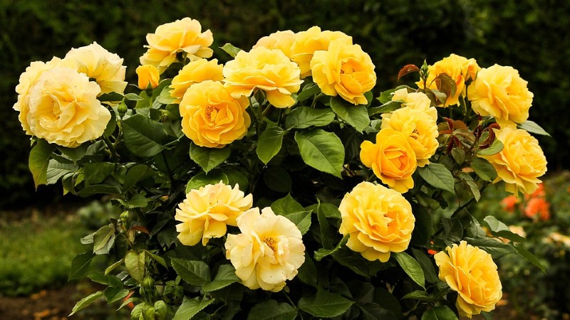 New Research Tackles Two Damaging Rose Diseases