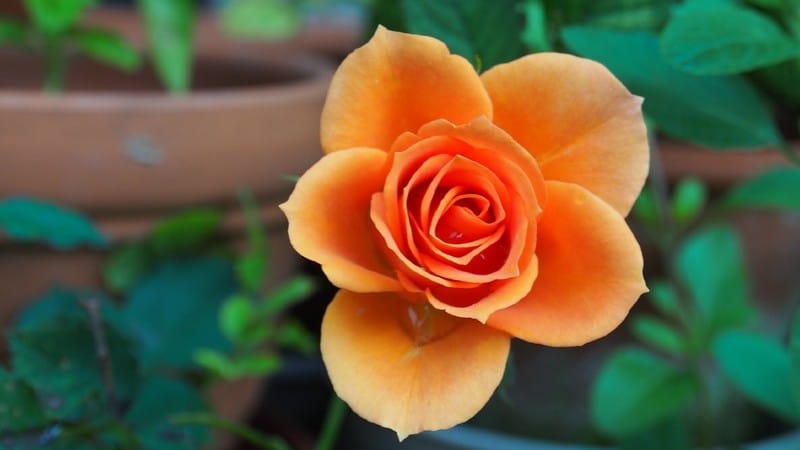 Jackson & Perkins Enters Rose Genealogy, Preservation Project